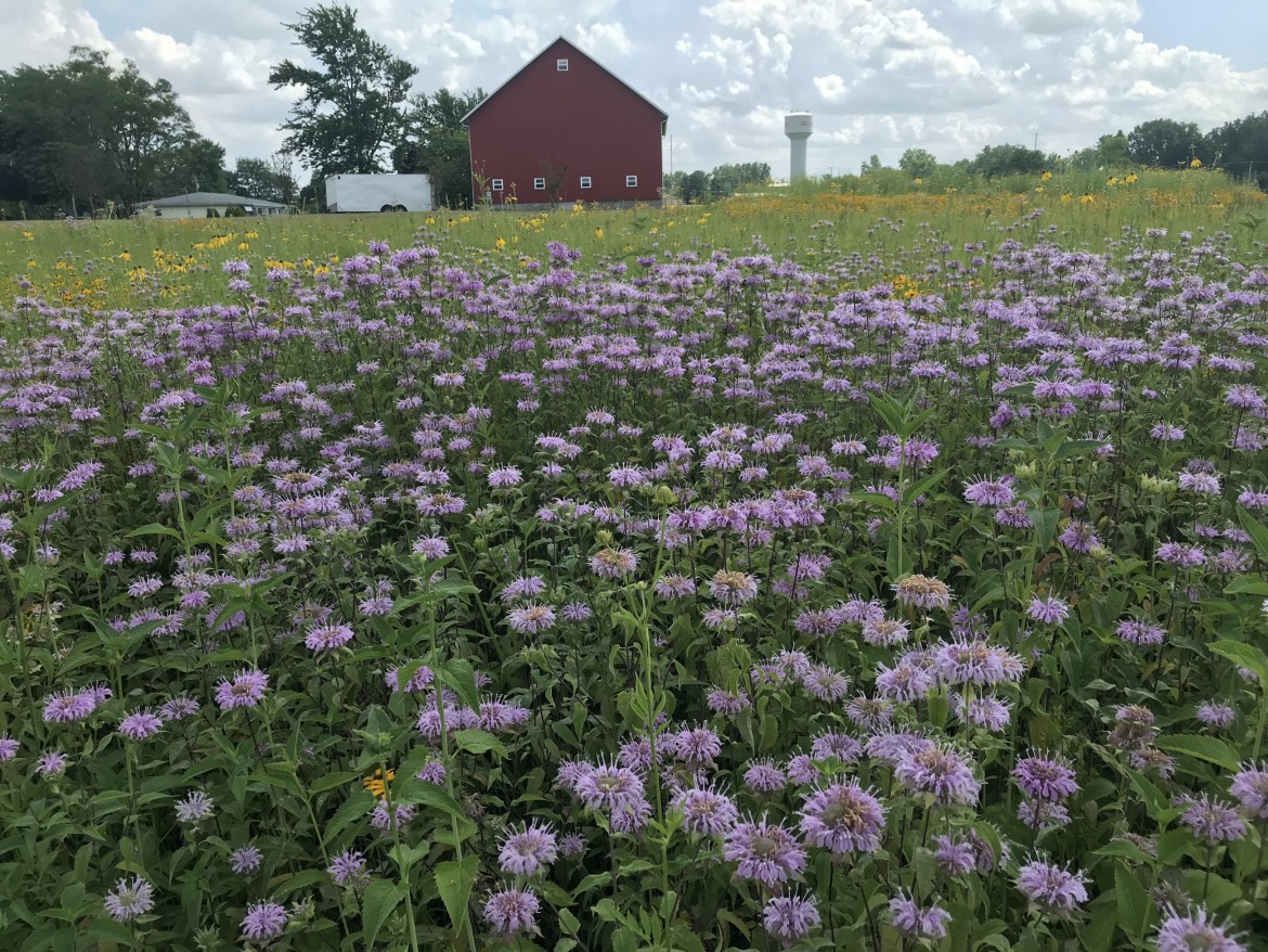 The Bob & Ellie Beck Centennial Prairie & Wildflower Garden The
